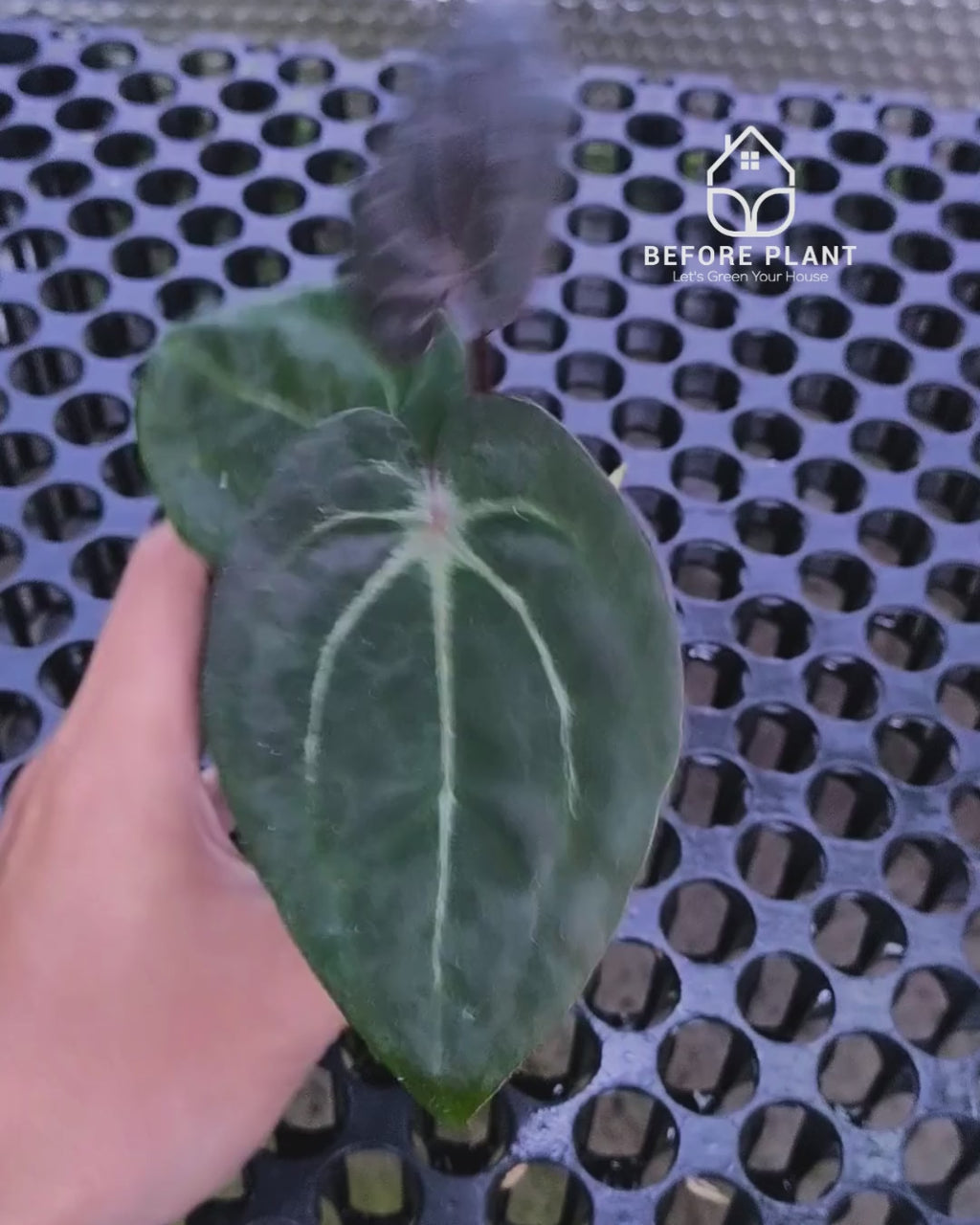 Anthurium Black Muscle x Tortoise Grey