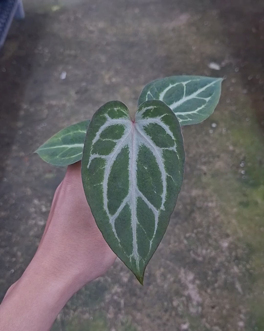Anthurium Indigo x Silver Butterfly