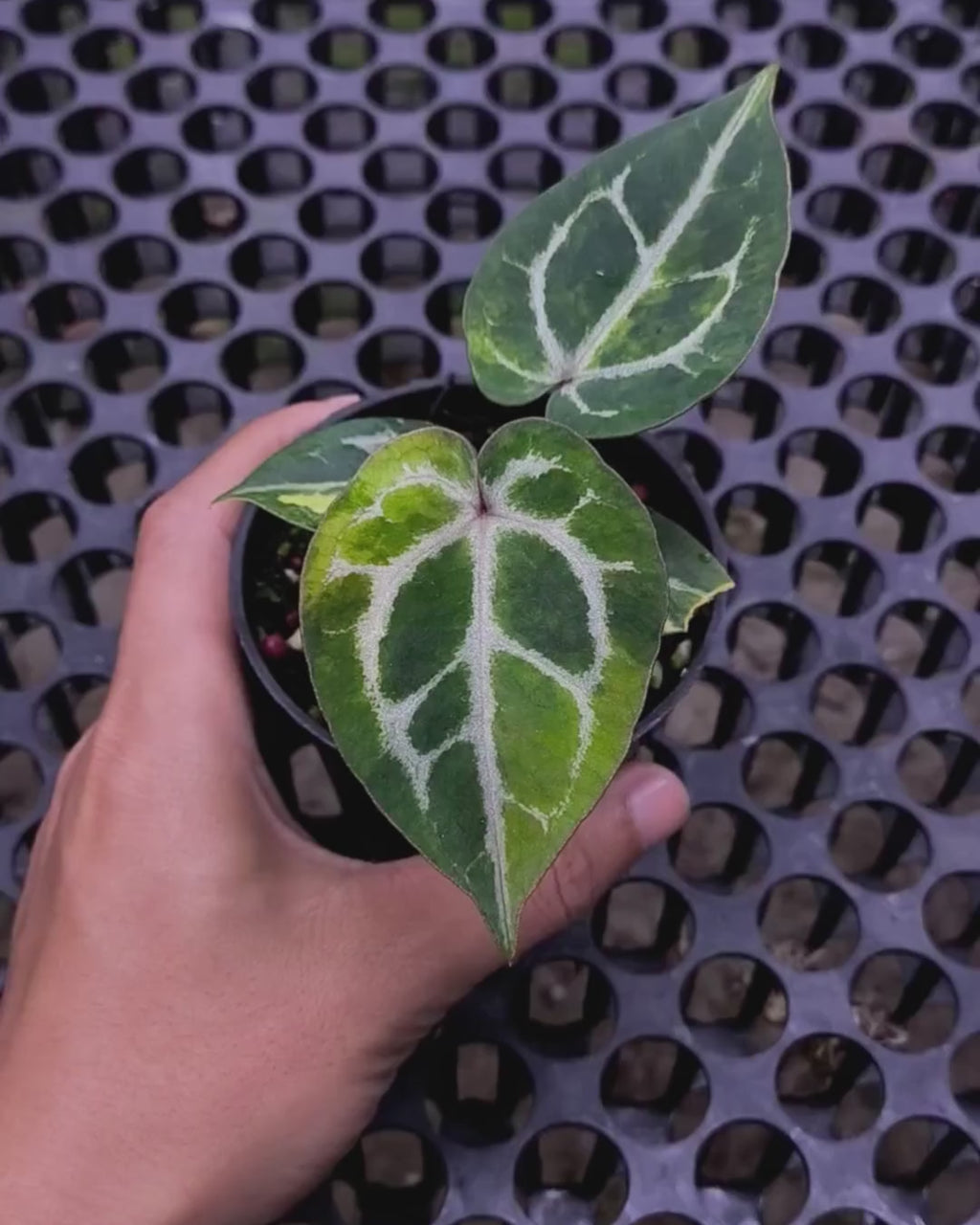 Anthurium Michelle x Silver Blush KOS/HU