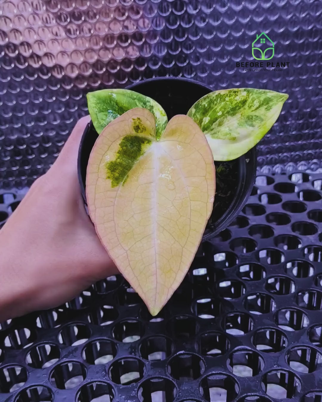 Anthurium Papi Variegated x Carla AU1