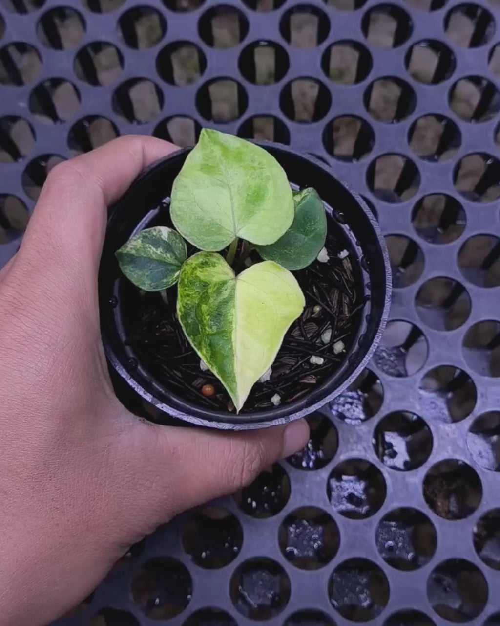 Anthurium Black Venom x RVC Michelle