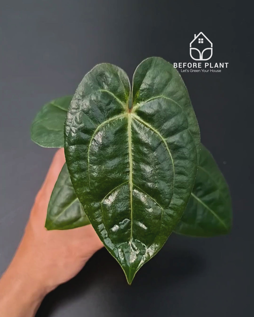 Anthurium Carla x Portillae