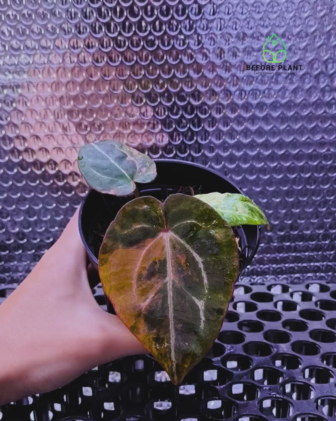 Anthurium Twistter x Red Crystal (RC)