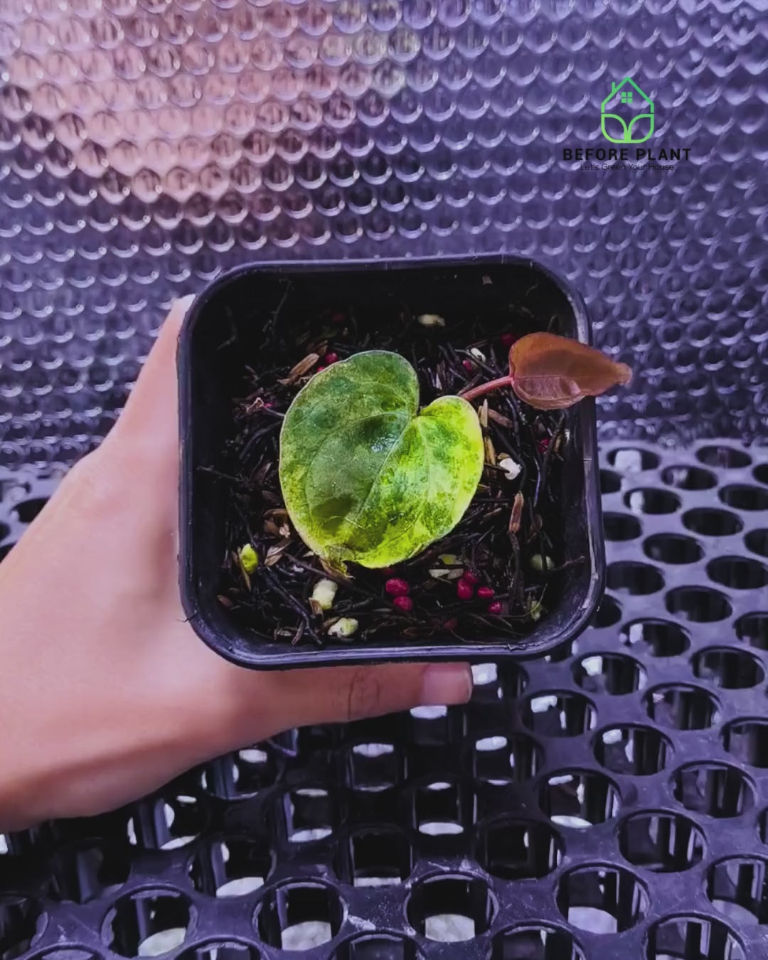 Anthurium Golden Sunrise x Red Vein Dark Phoenix (RVDP)