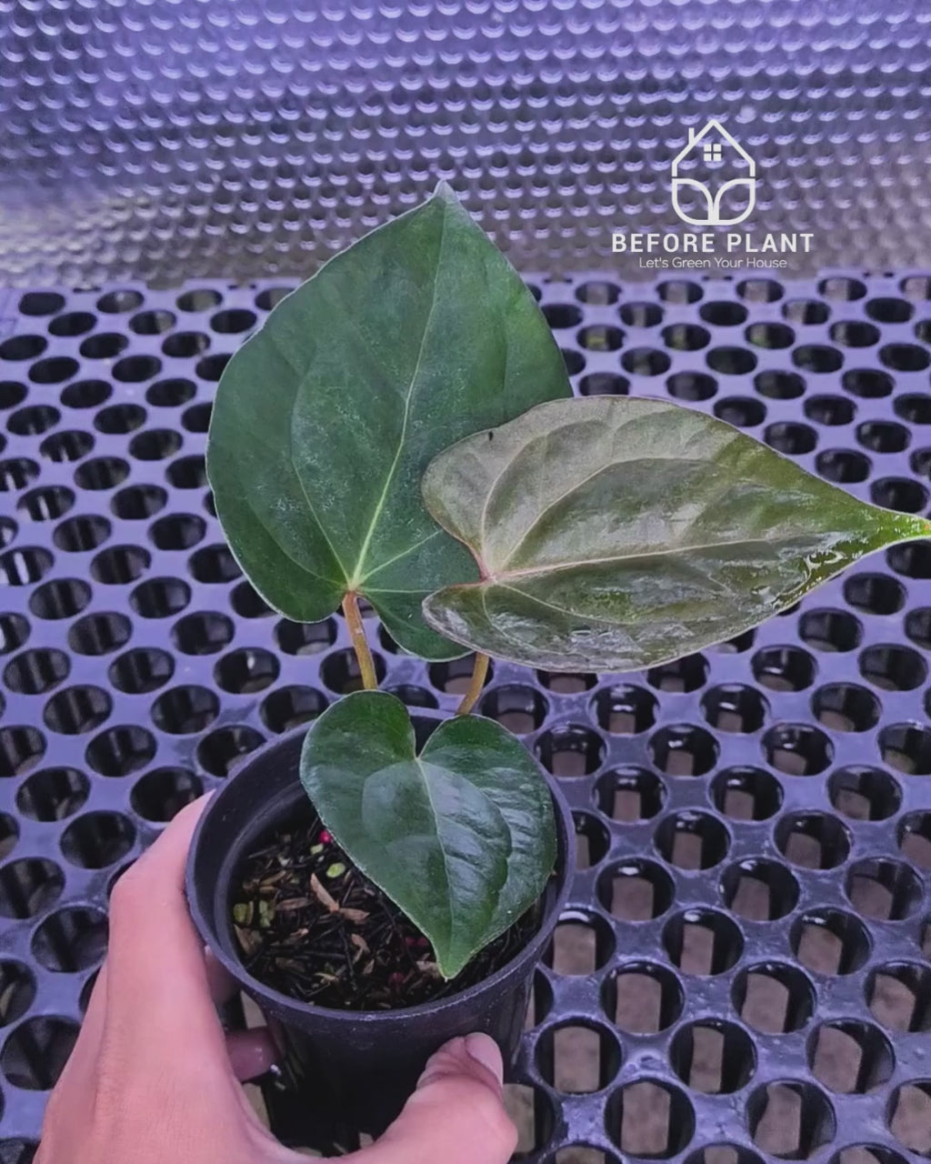 Anthurium Fort Sherman x Red Crystal