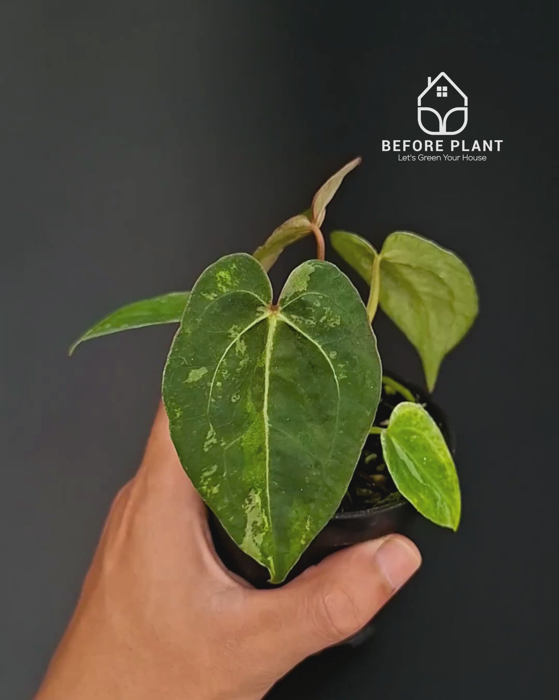 Anthurium Forgetii Var Contorted x Blood Of Blue