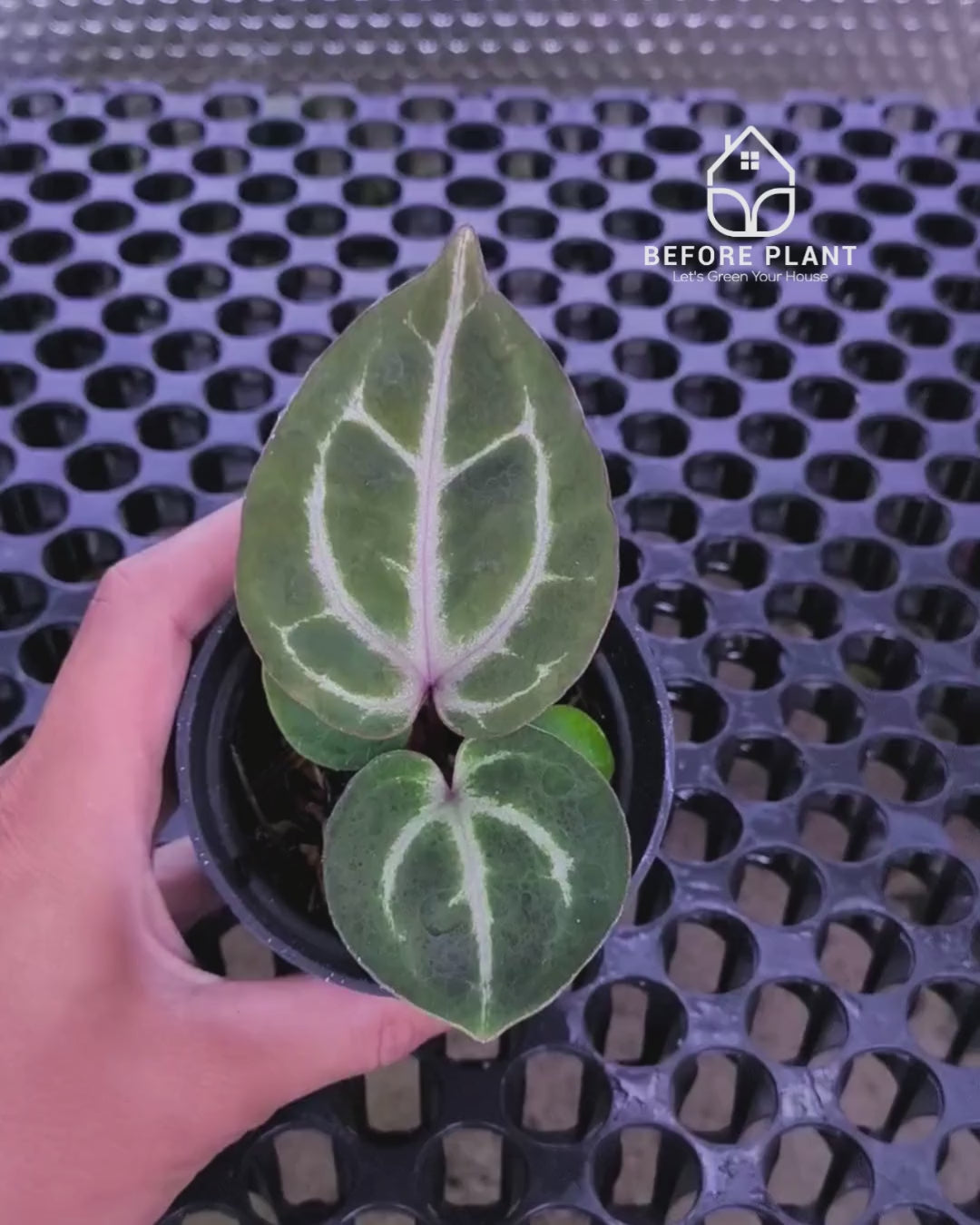 Anthurium Michelle Pink x Self – Beforeplant