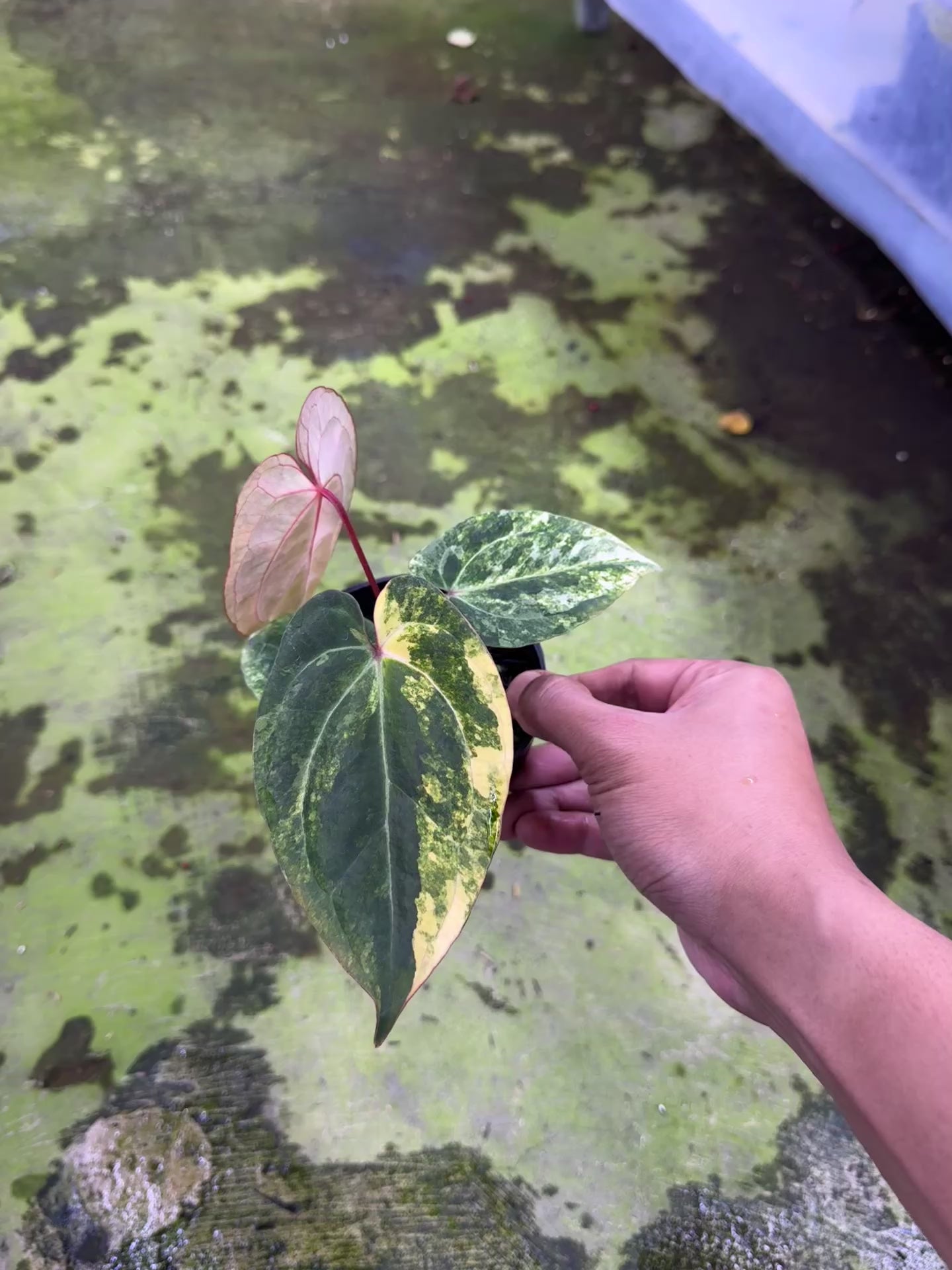 Anthurium Golden Sunrise x Red Vein Dark Phoenix (RVDP)