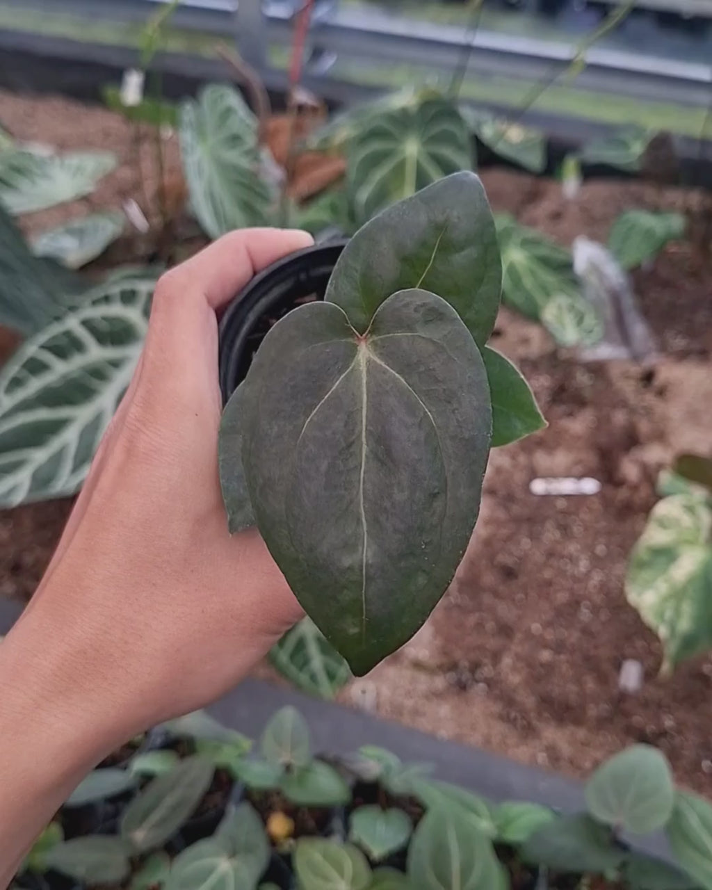 Anthurium Carla Porti NSE x Indigo