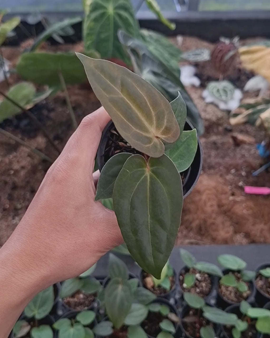 Anthurium Indigo x Papi Var AOSTezula
