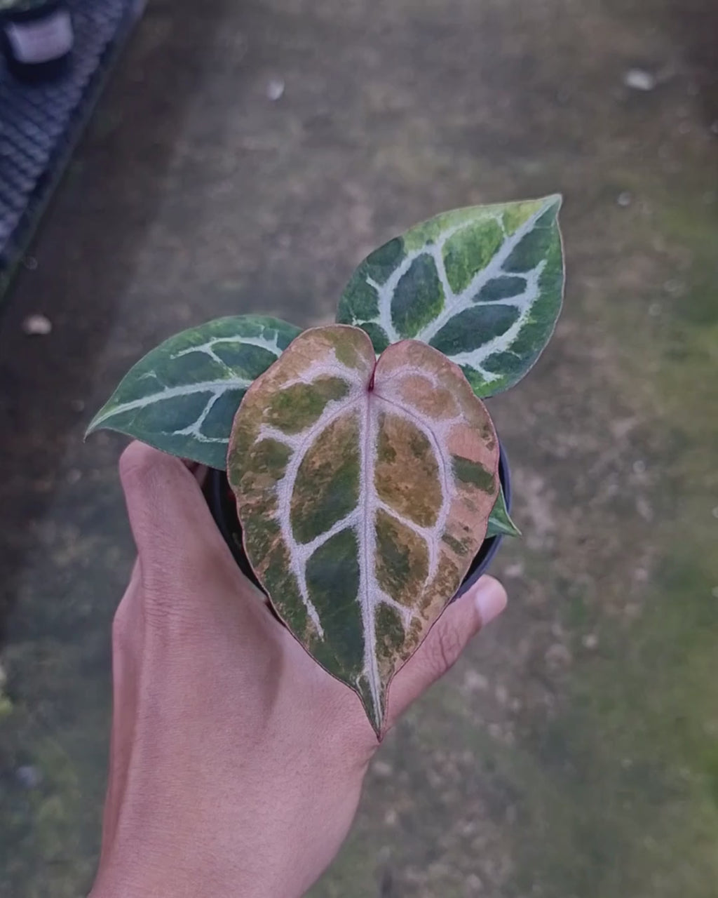 Anthurium Michelle x Silver Blush KOS/HU