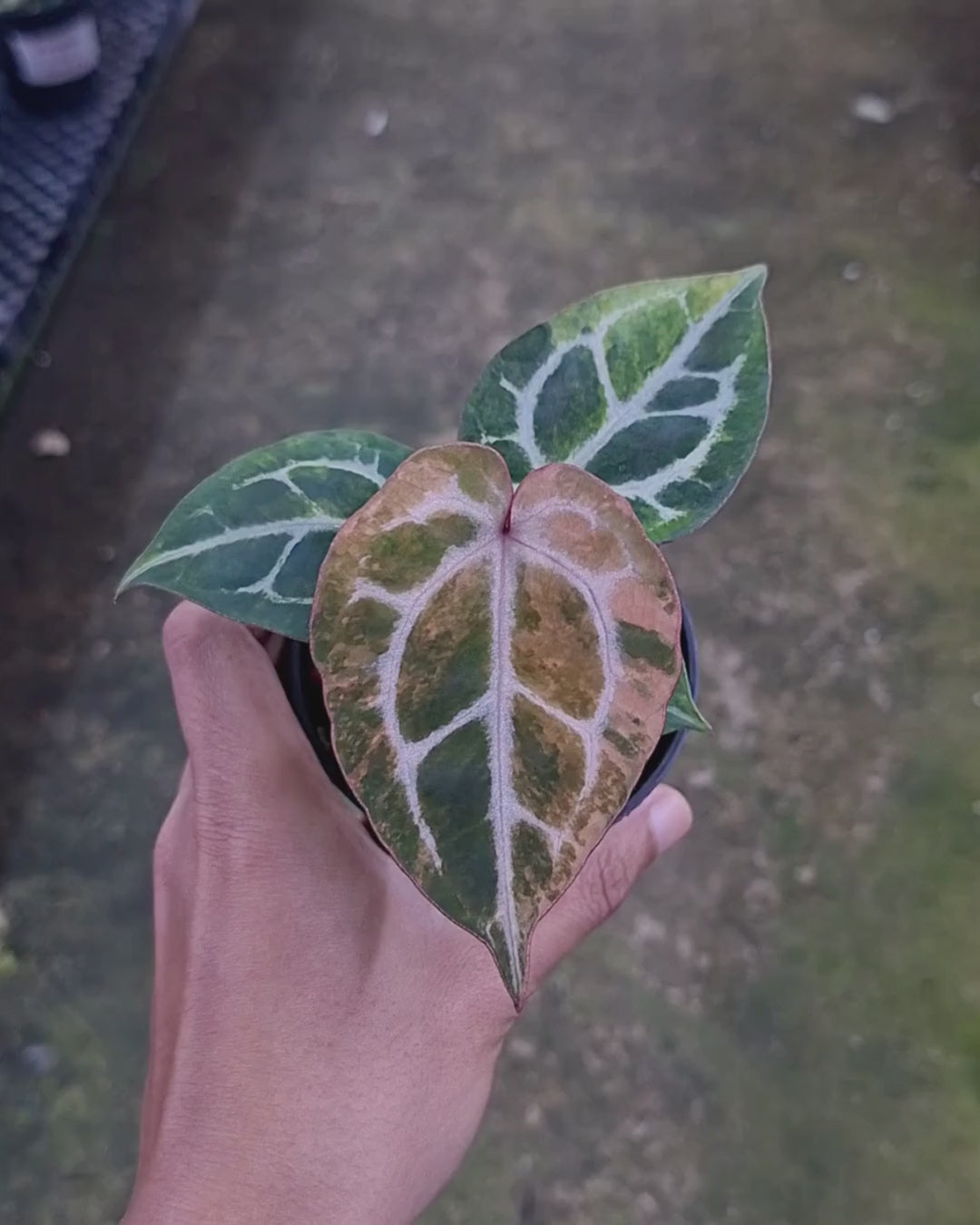 Anthurium Michelle x Silver Blush KOS/HU