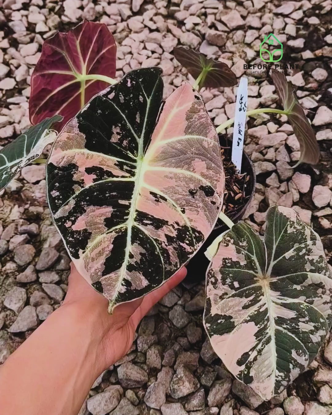 Alocasia Black Velvet Pink