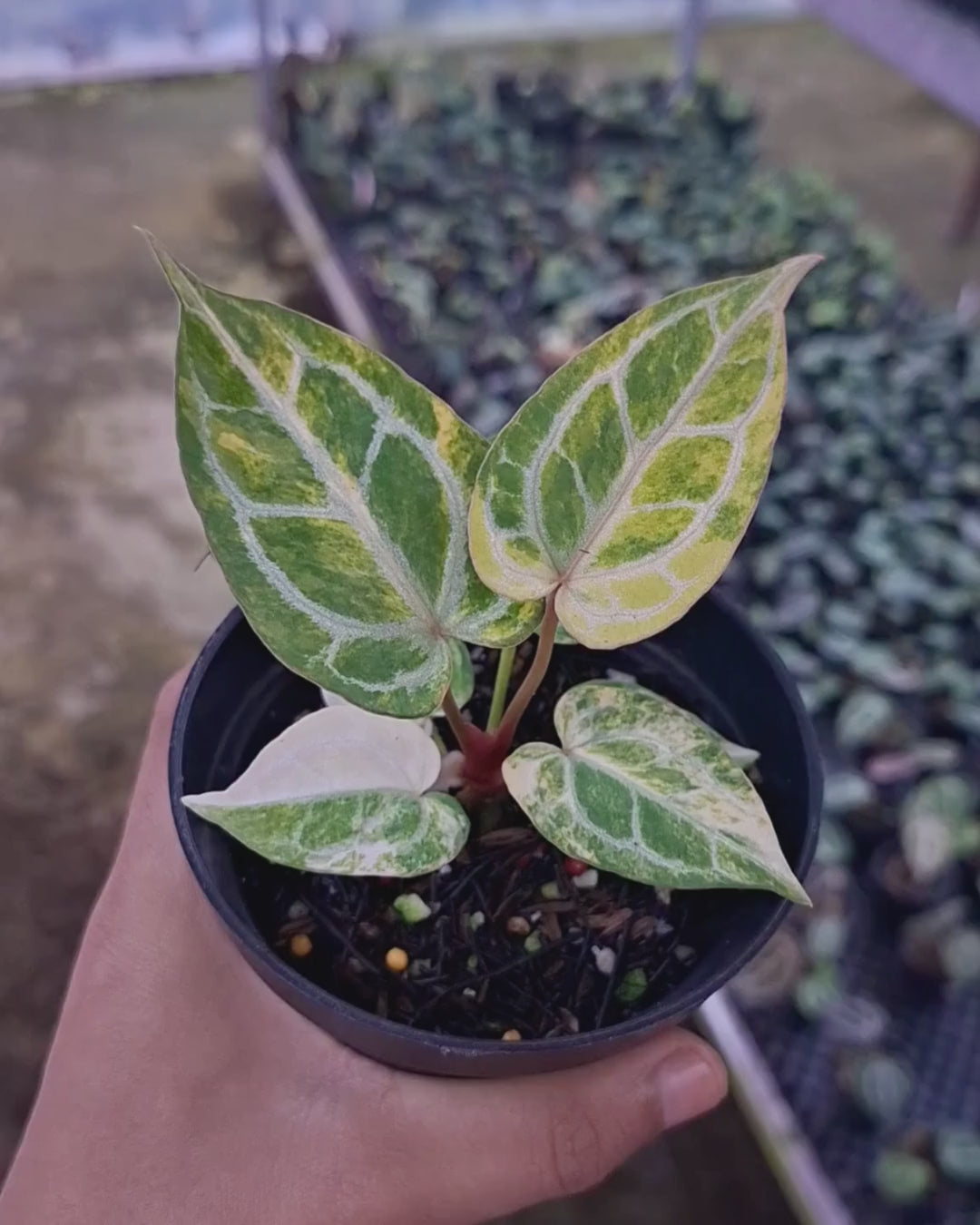 Hybrid Plants – Beforeplant