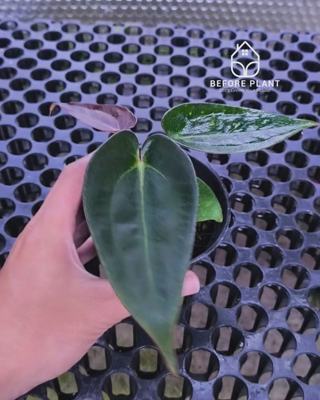 Anthurium Dark Handsome X Black Muscle