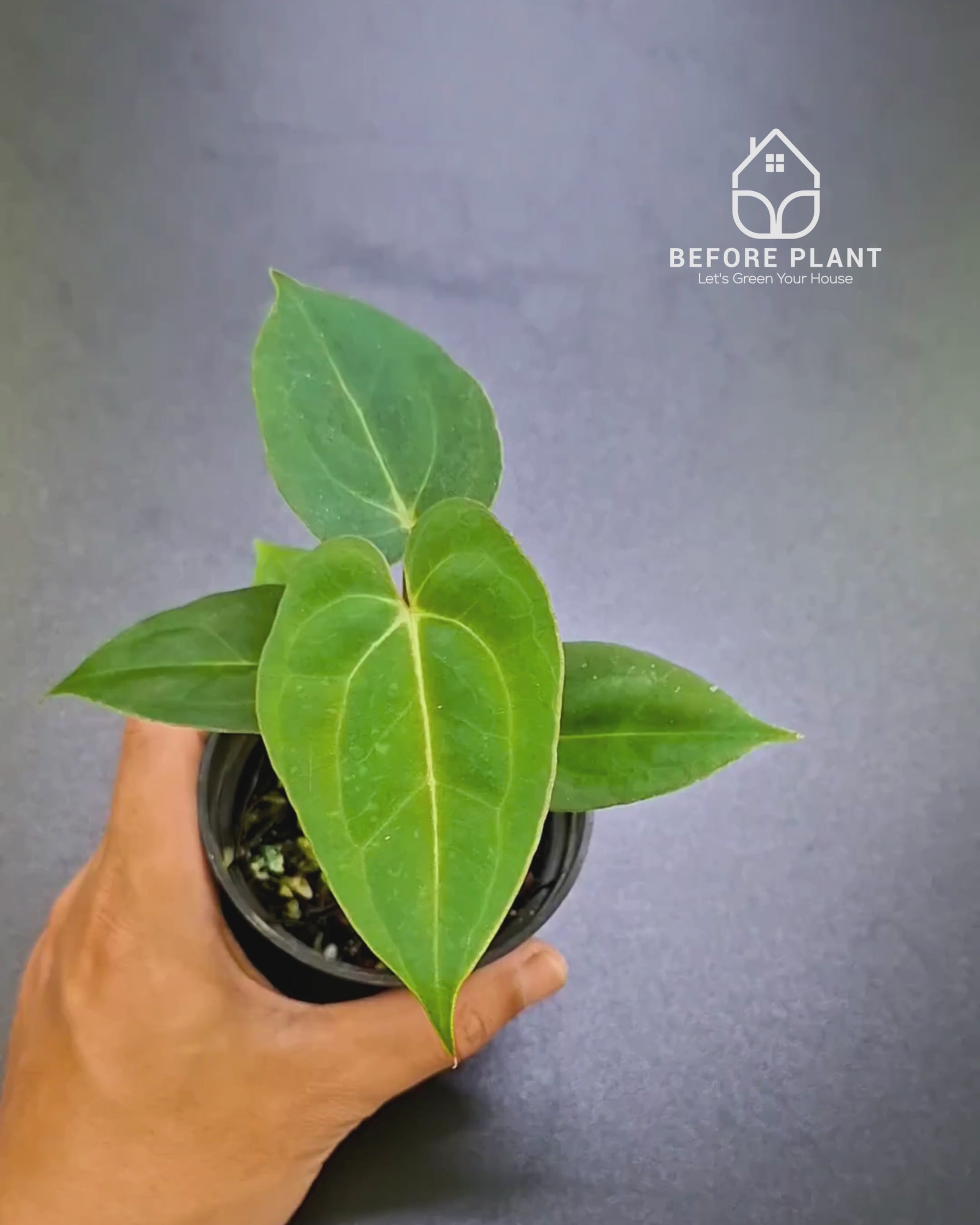 Anthurium Papillilaminum x Blue Papillilaminum