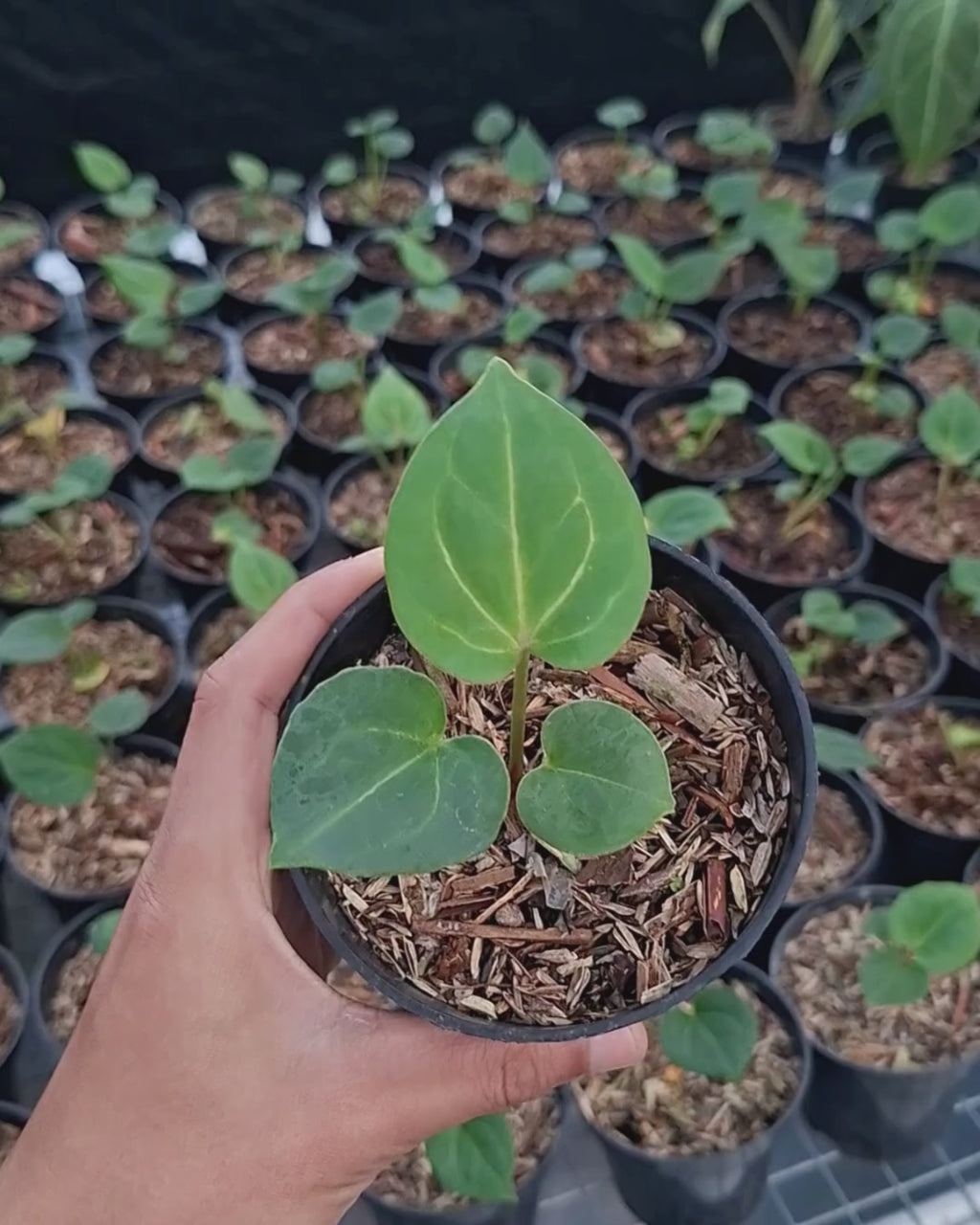 Anthurium King Of Spades / HU