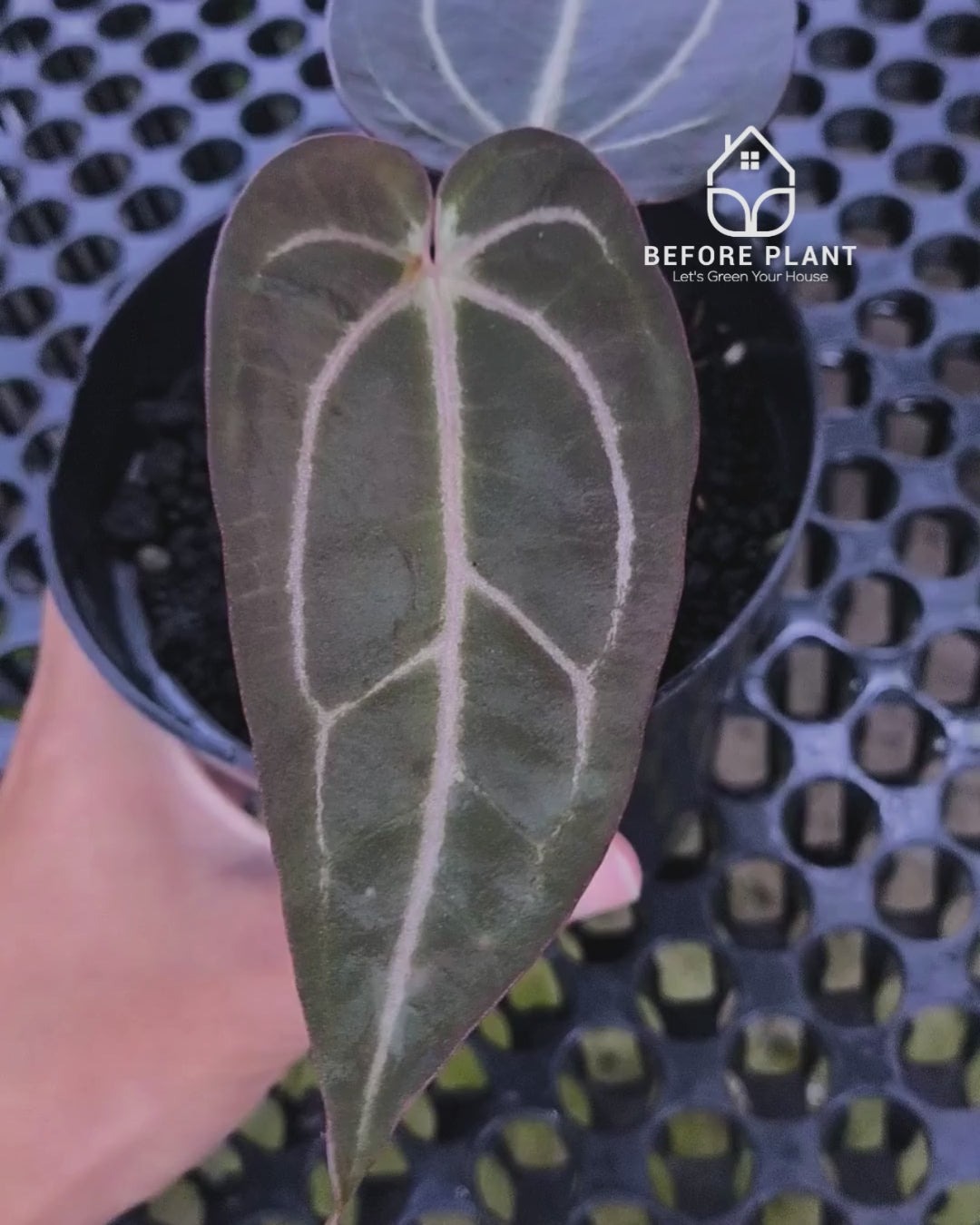 Anthurium ( Dark Handsome x Red Velvet Cake) X Black Venom