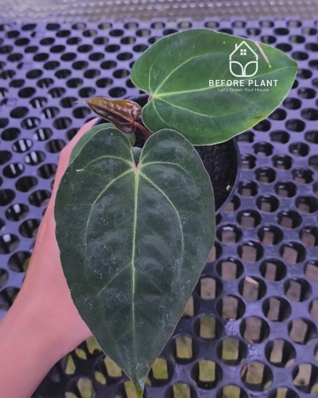 Anthurium Night Queen X Red Crystallinum