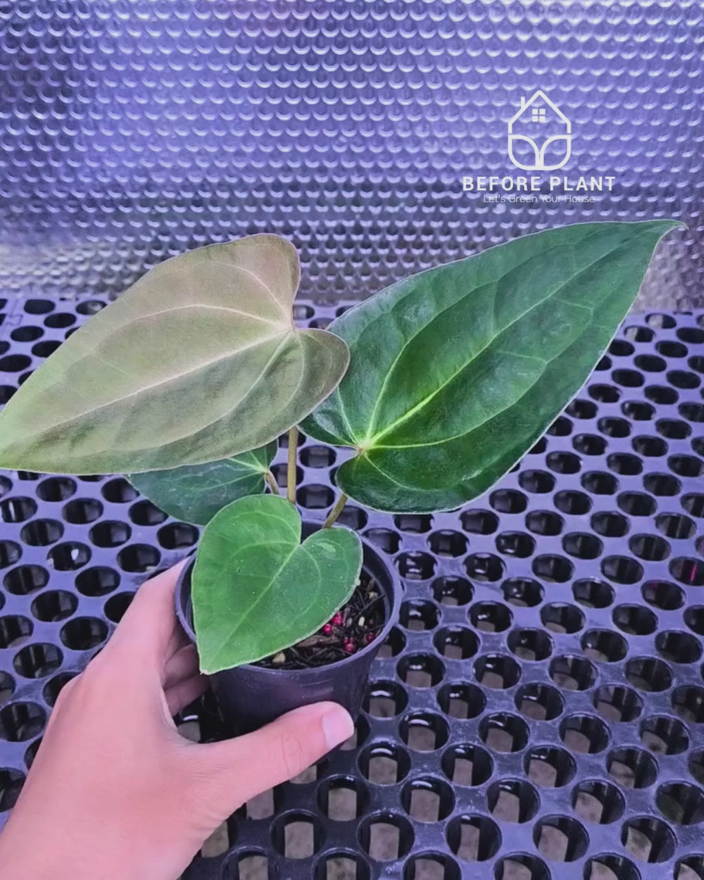 Anthurium Fort Sherman x Red Crystal