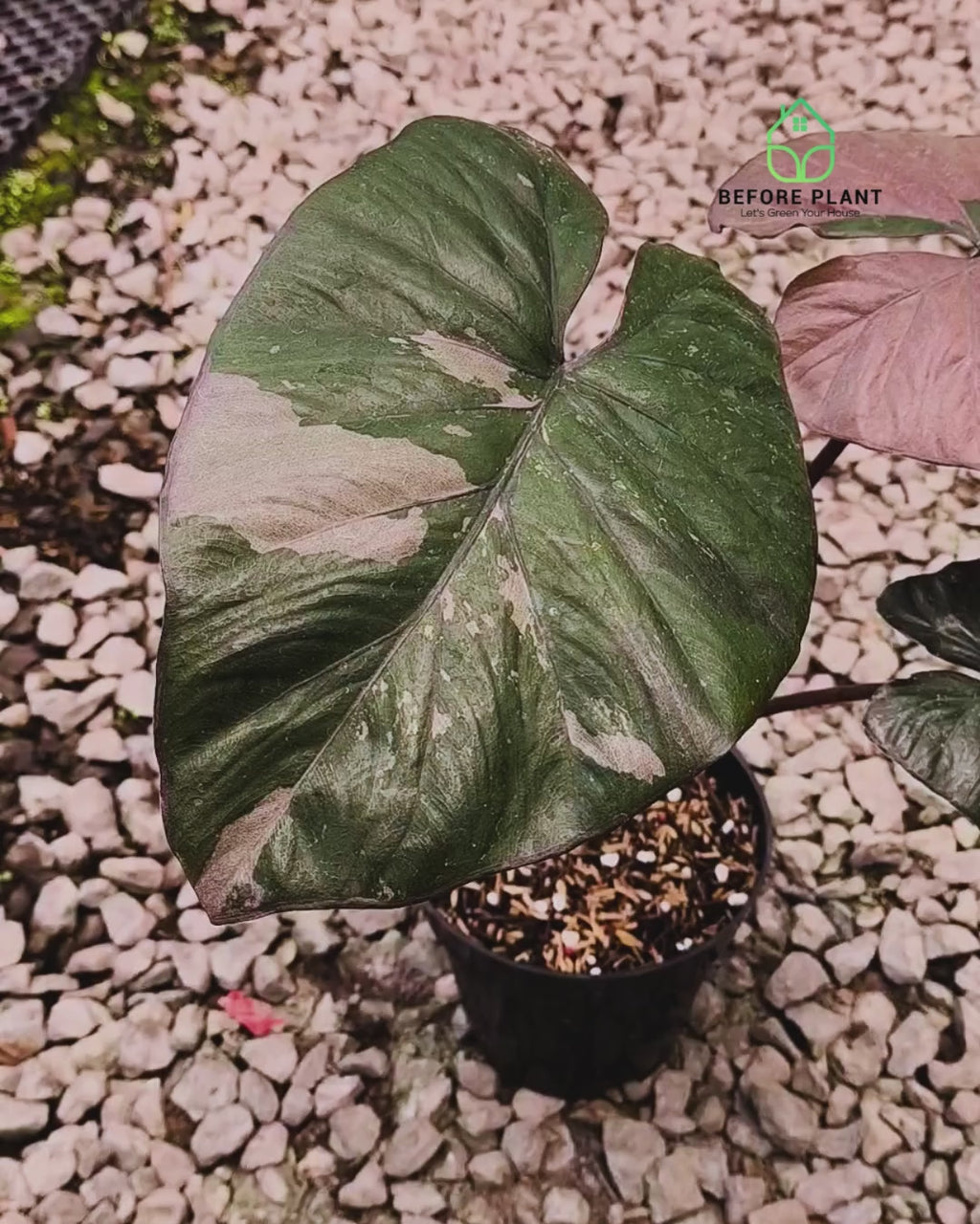 Alocasia Serendipity