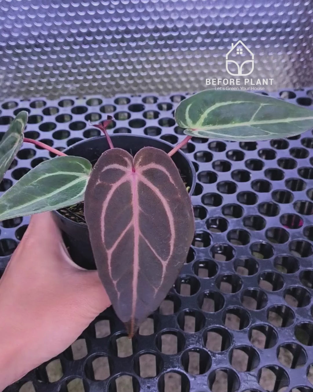 Anthurium ( Dark Handsome x Red Velvet Cake ) x Michelle Variegated