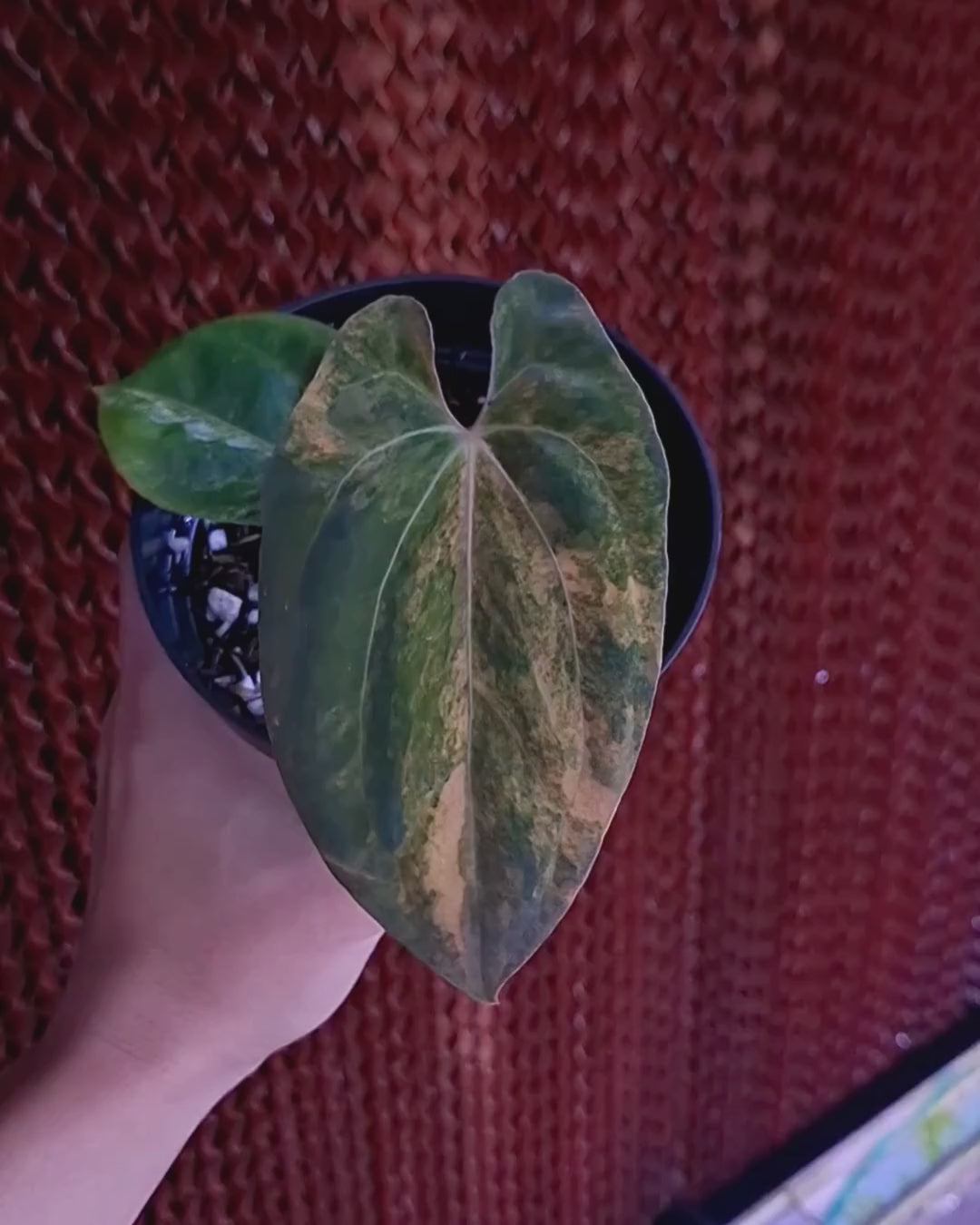 Anthurium Papillilaminum Variegated x Red Vein Dark Phoenix (RVDP)
