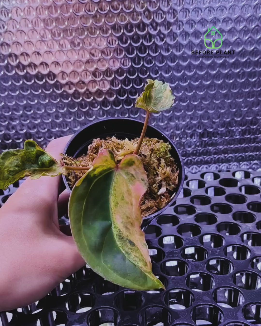 Anthurium Red Devil x ( Papi x Red Crystal )