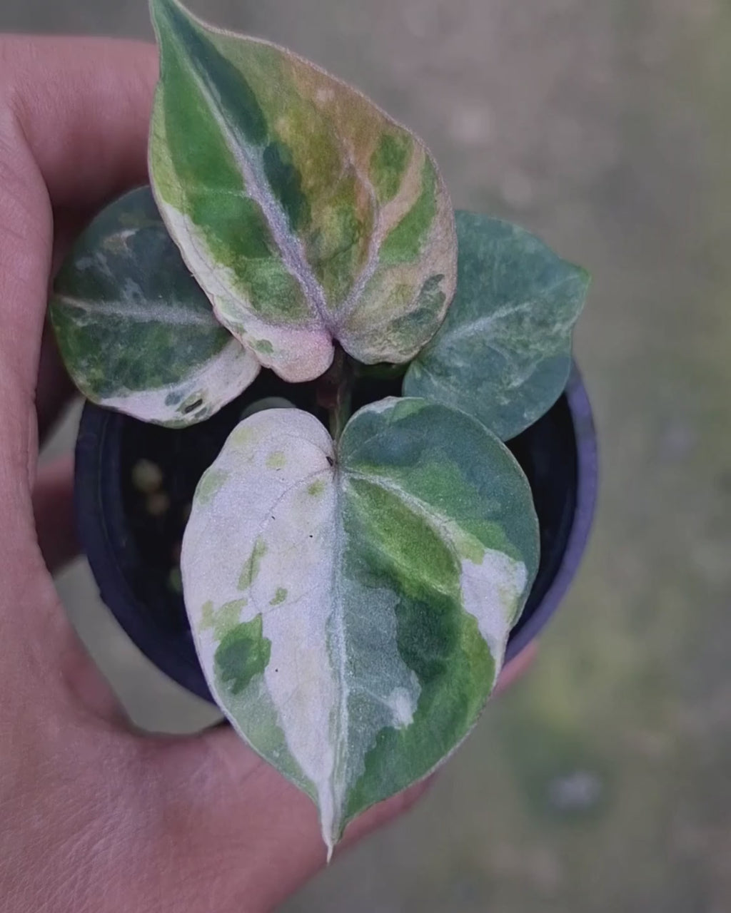 Anthurium Michelle x Silver Blush KOS/HU