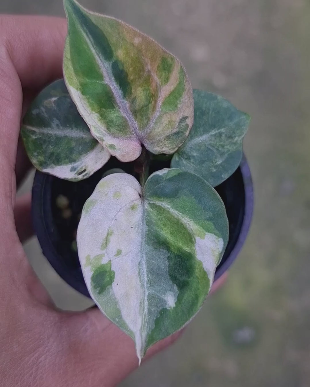 Anthurium Michelle x Silver Blush KOS/HU
