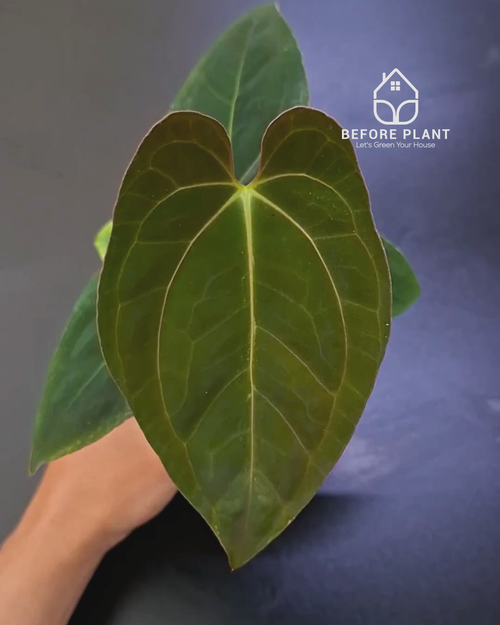 Anthurium Papillilaminum Var Aos Tezula x Self