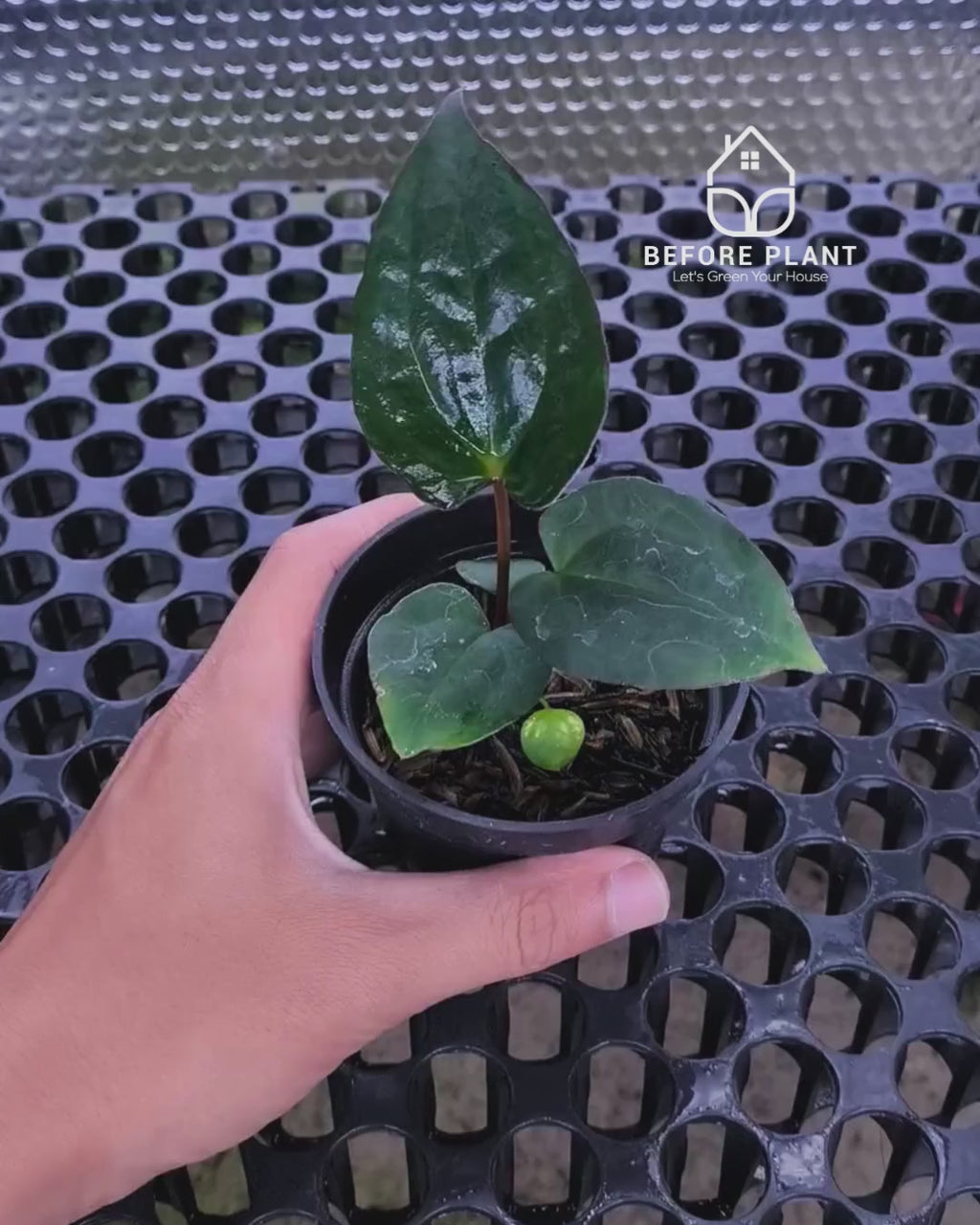 Anthurium Black Venom x Red Vein Dark Phoenix ( RVDP )