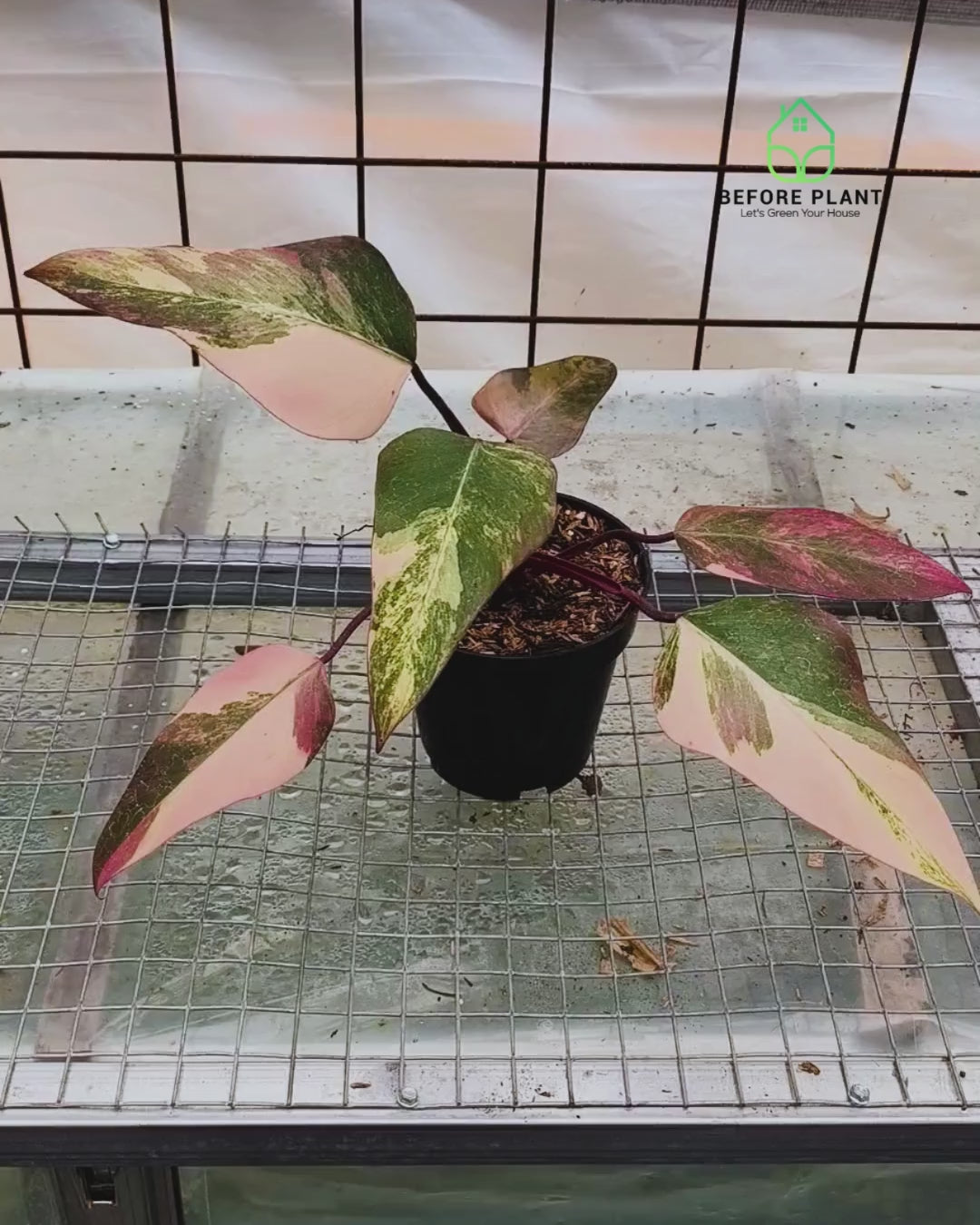 Philodendron strawberry shake