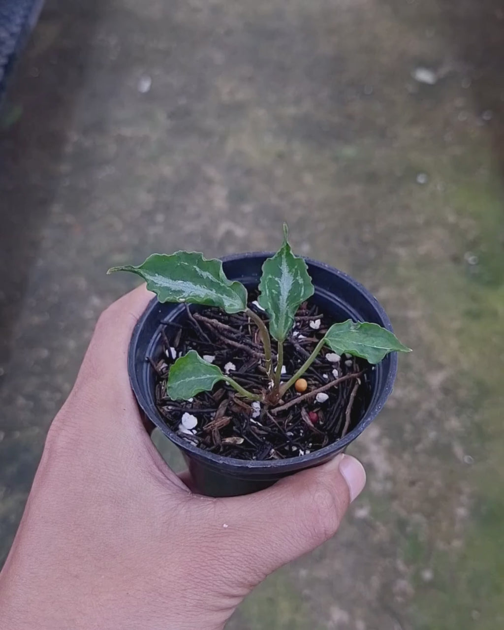 Anthurium Muchlis RC x Muchlis RC