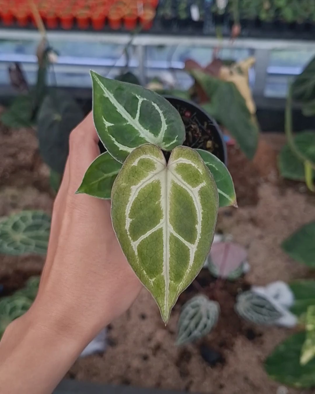 Anthurium Papillilaminum Mint
