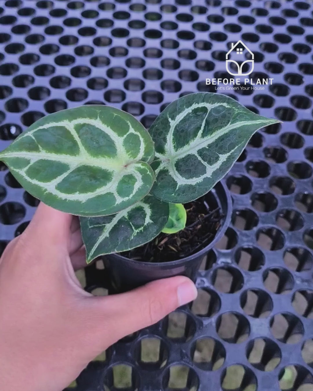 Anthurium Dorayaki x Red Tiger