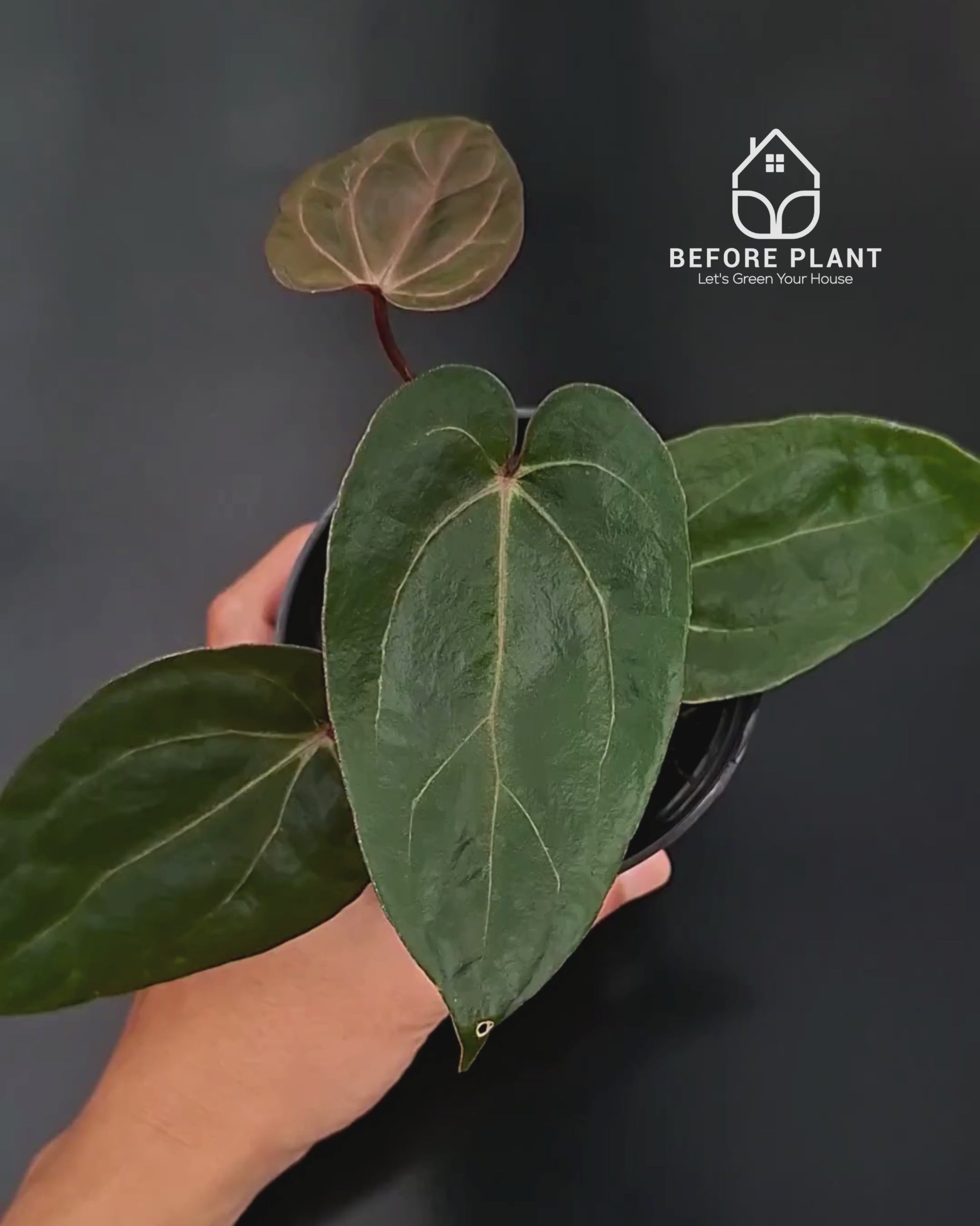 Anthurium BVIT ZM x Blood Of Blue