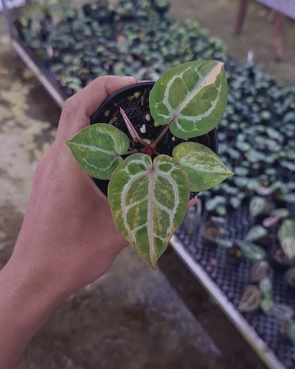 Anthurium Red Space x Mojang Geulis