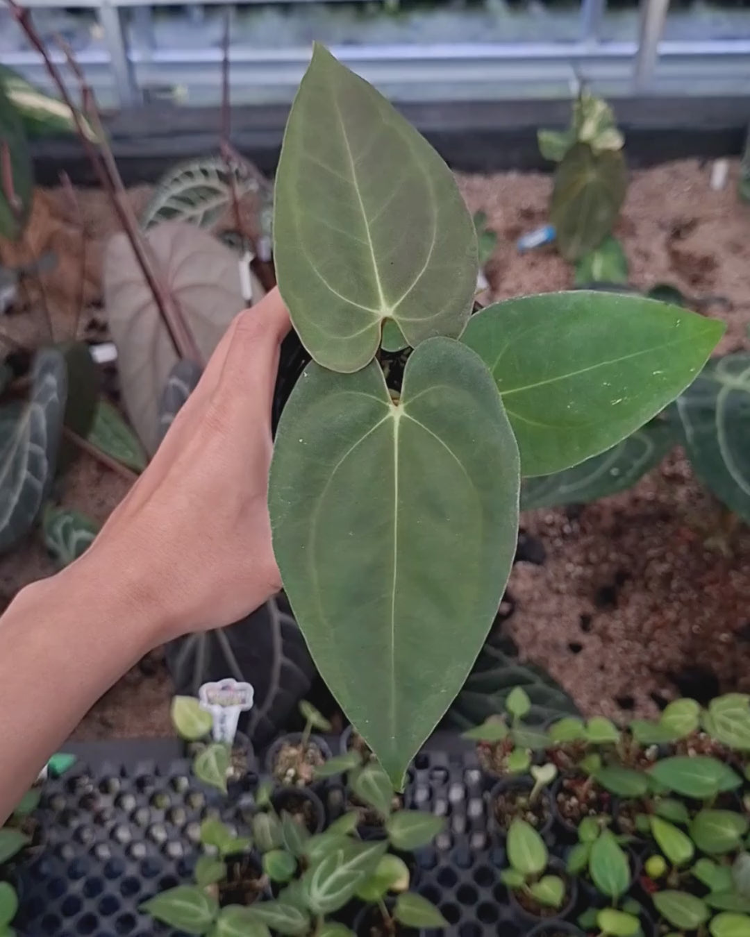 Anthurium Papillilaminum x Blue Papillilaminum