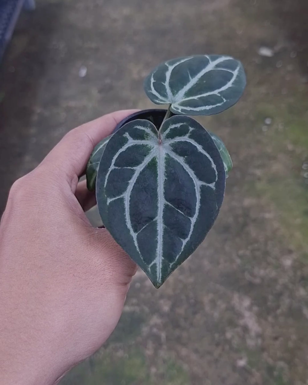 Anthurium SKG Pink Lemonade Black Widow Michelle x Red Tiger