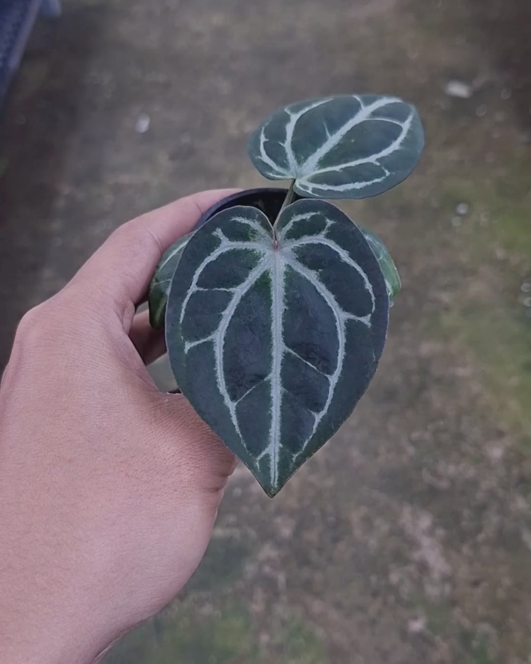 Anthurium SKG Pink Lemonade Black Widow Michelle x Red Tiger