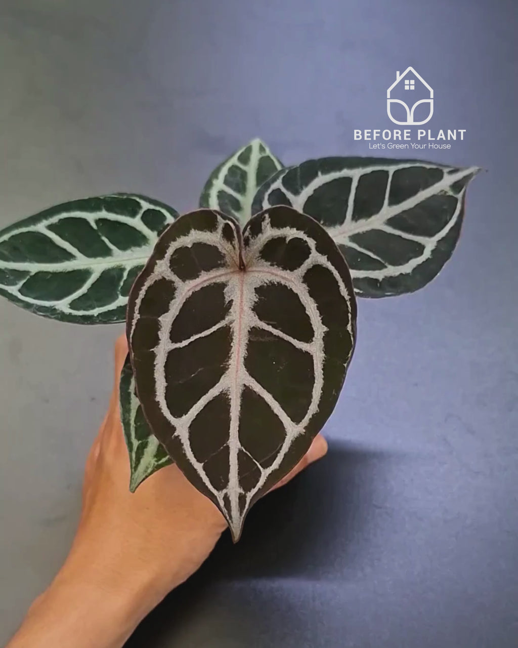 Anthurium Purple Tiger