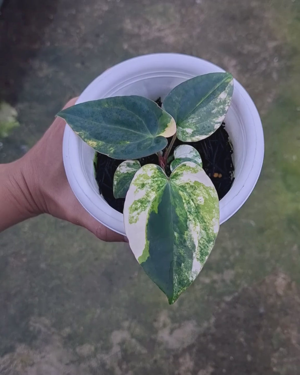 Anthurium Papillilaminum Variegated X Night Dragon