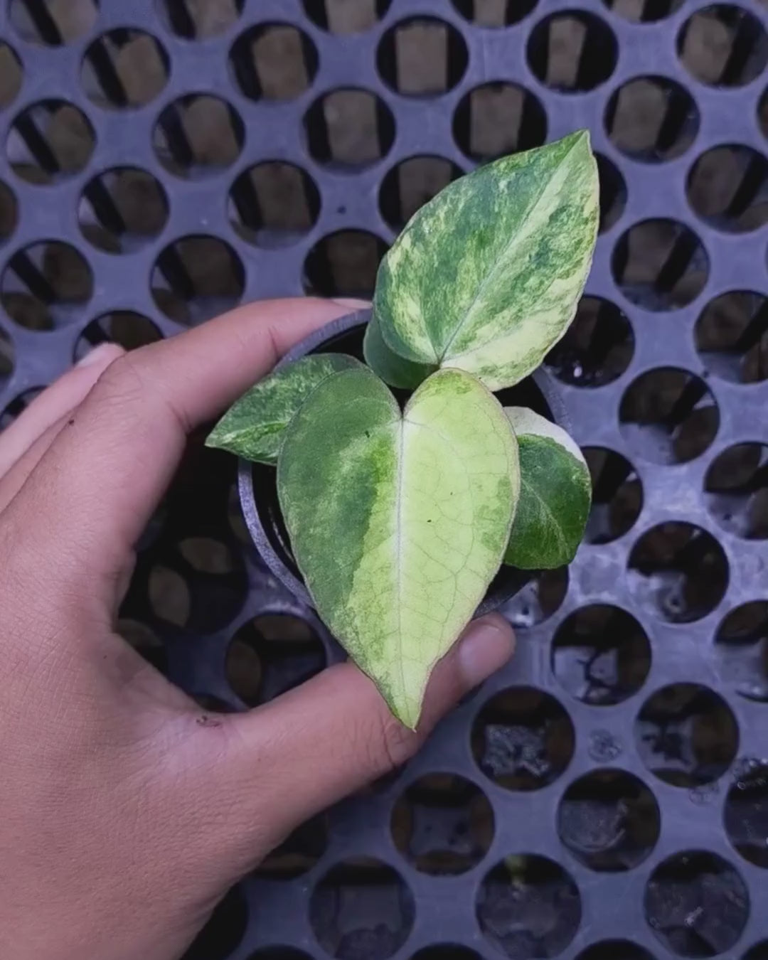 Anthurium Black Venom x Angela Black Widow