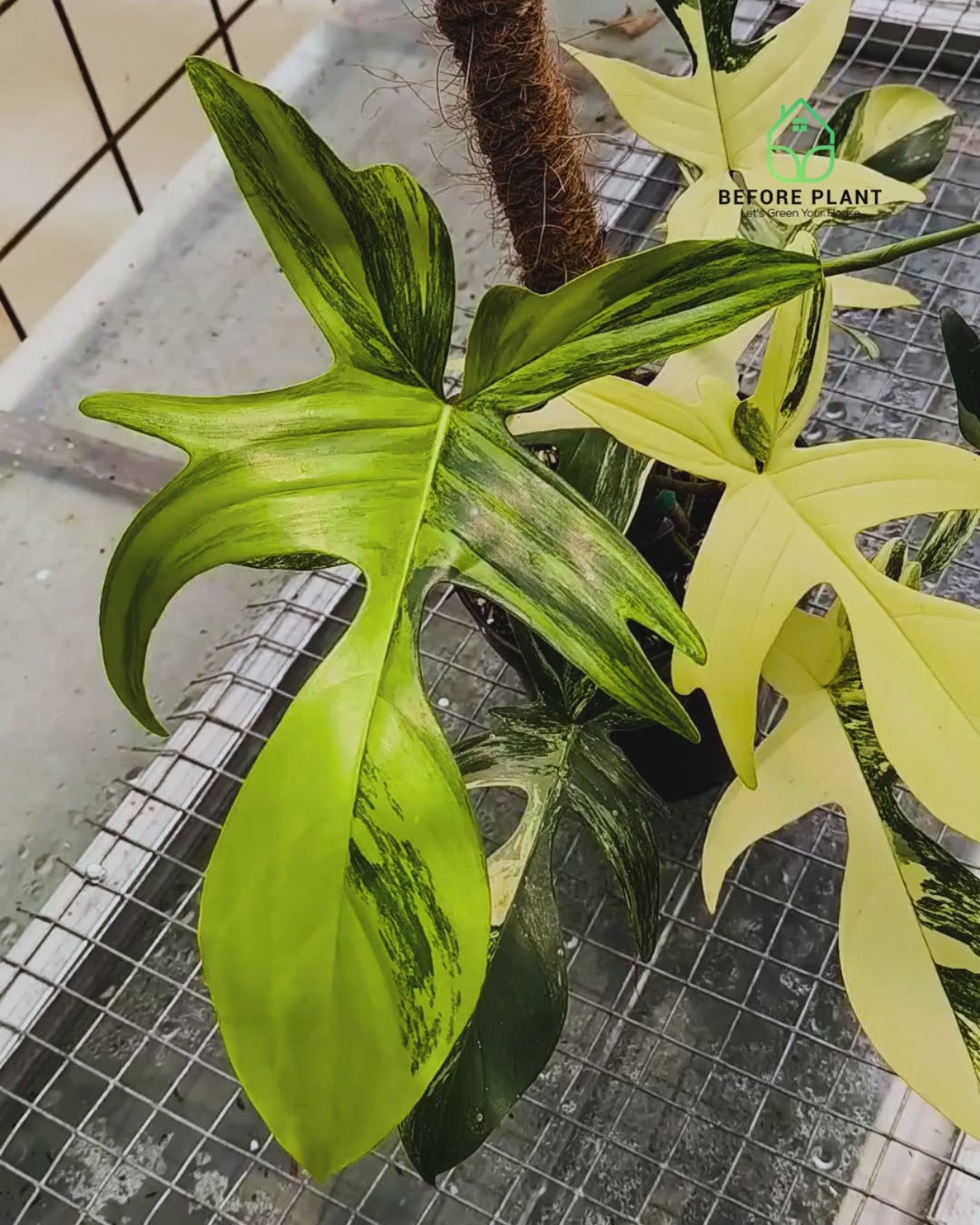 Philodendron Florida Beauty