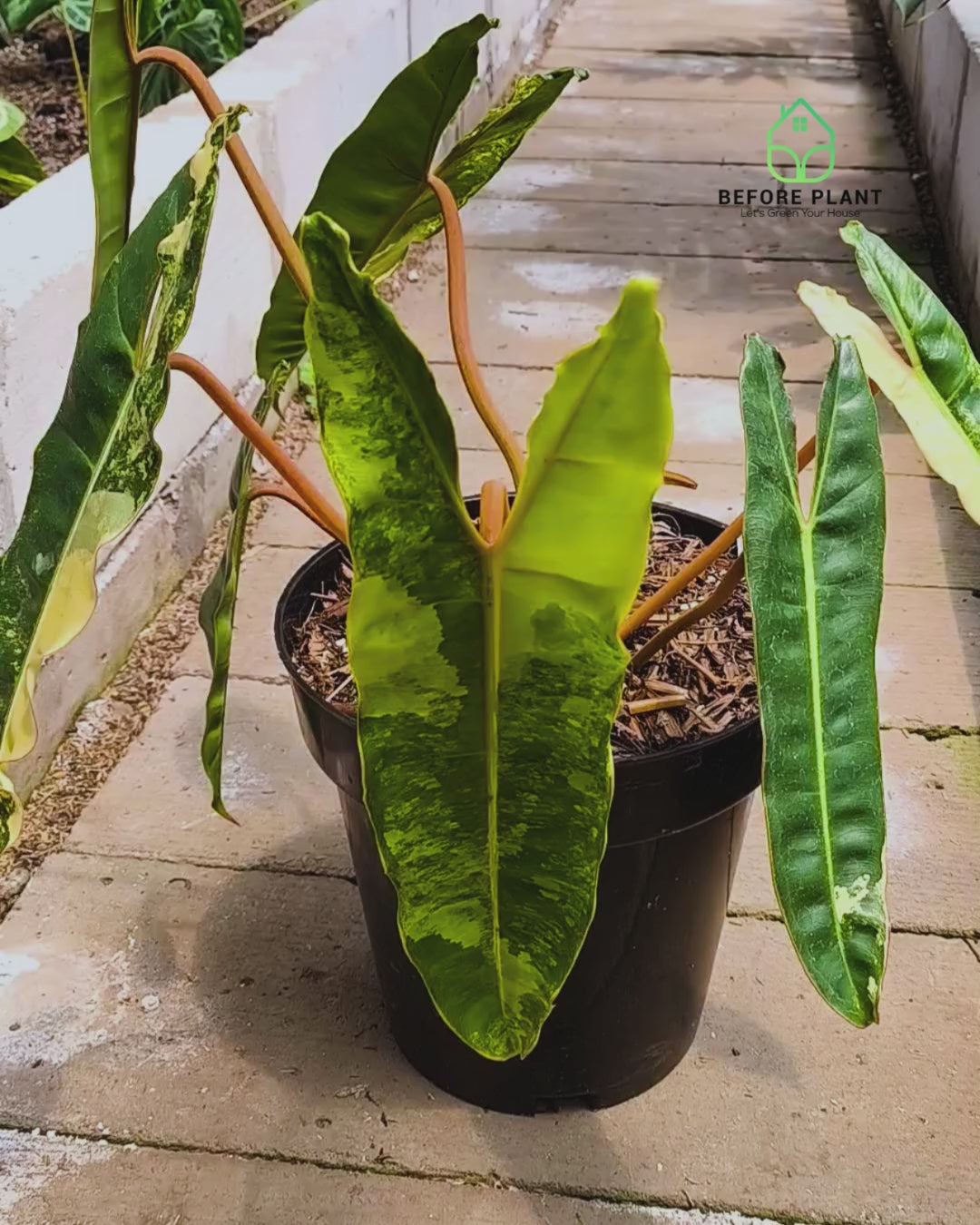 Philodendron Billietiae Variegated