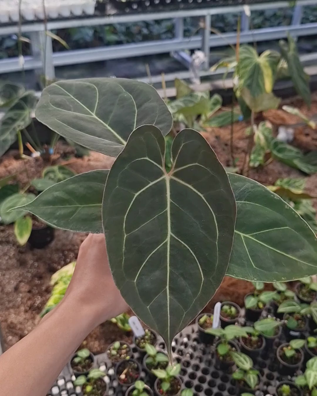 Anthurium Carla Blackiae x Portillae