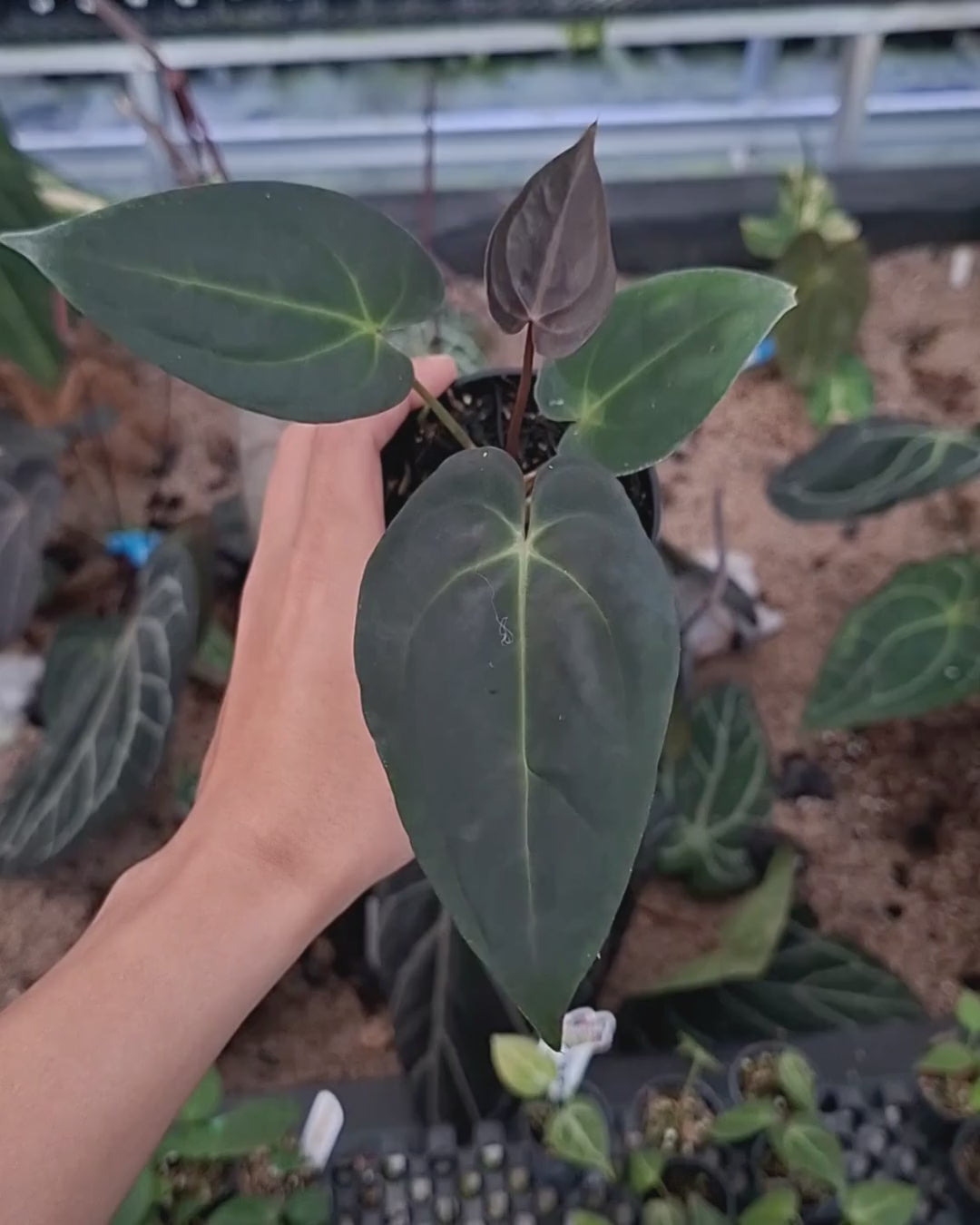 Anthurium Papillilaminum x Blue Papillilaminum
