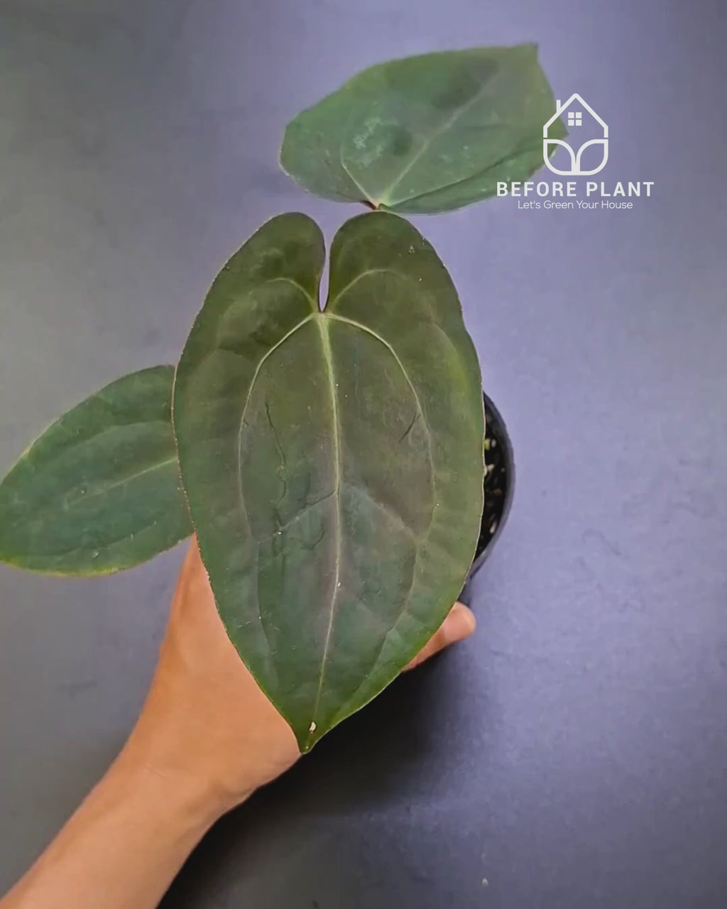Anthurium Black Venom x Red Vein Dark Phoenix ( RVDP )