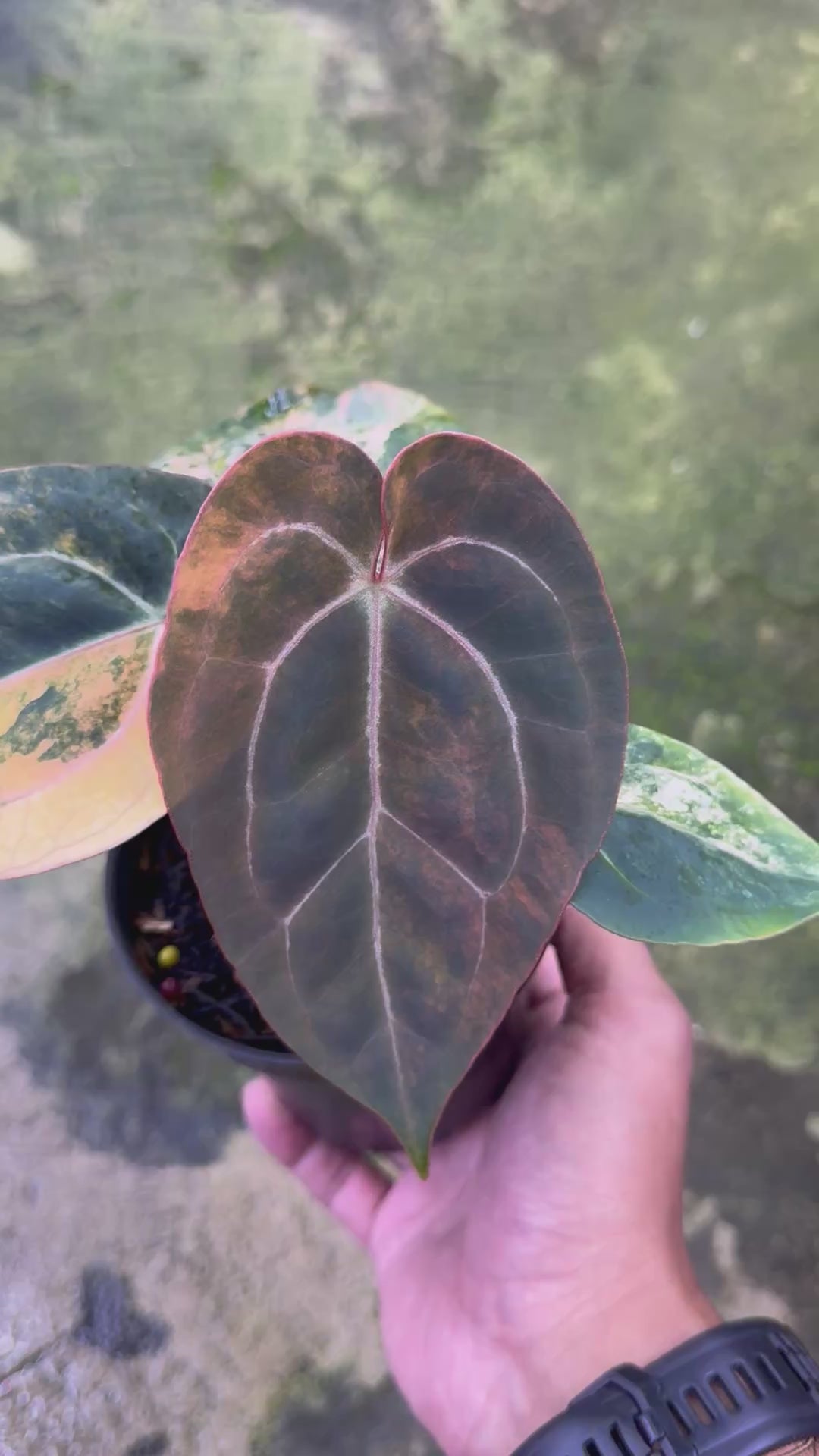 Anthurium Black venom x Twilight Armor